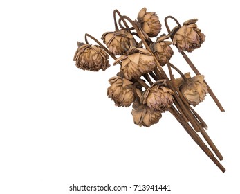 The lotus flowers used to pay homage to Buddhist monks. It's dried withered, isolated on white background.