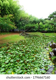 Lotus Garden In Damyang County (Damyang, South Korea)