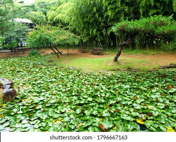 Lotus Garden In Damyang County (Damyang, South Korea)