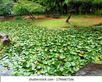 Lotus Garden In Damyang County (Damyang, South Korea)