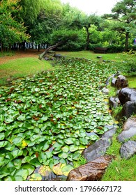 Lotus Garden In Damyang County (Damyang, South Korea)