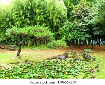 Lotus Garden In Damyang County (Damyang, South Korea)