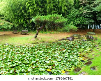 Lotus Garden In Damyang County (Damyang, South Korea)