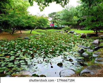 Lotus Garden In Damyang County (Damyang, South Korea)