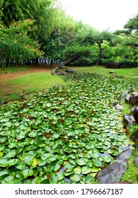 Lotus Garden In Damyang County (Damyang, South Korea)