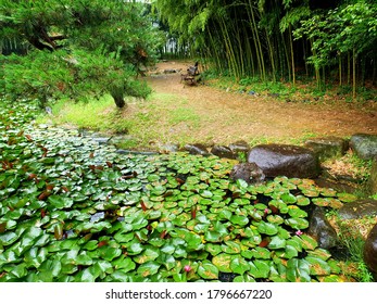 Lotus Garden In Damyang County (Damyang, South Korea)