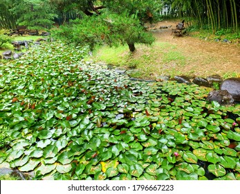 Lotus Garden In Damyang County (Damyang, South Korea)