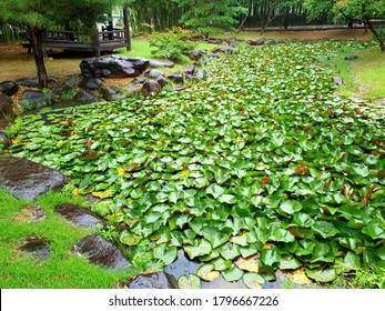 Lotus Garden In Damyang County (Damyang, South Korea)