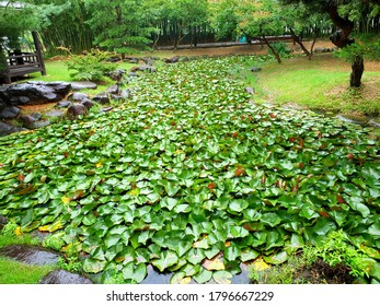 Lotus Garden In Damyang County (Damyang, South Korea)