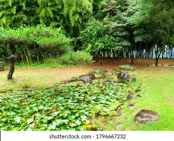 Lotus Garden In Damyang County (Damyang, South Korea)