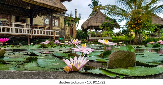 Lotus garden Tegalalang Ubud, Indonesia