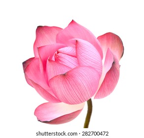 Lotus isolated on white background - Shutterstock ID 282700472