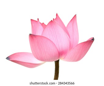 Lotus Bud Images Stock Photos Vectors Shutterstock