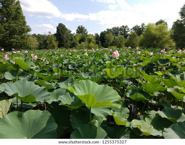 Lotus Kenilworth Park Aquatic Gardens Stock Photo Edit Now