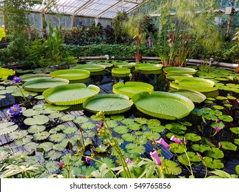 Lotus In Kew Garden