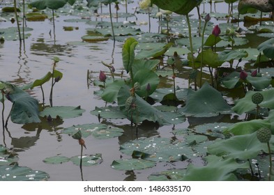Lotus in Kim Lien village