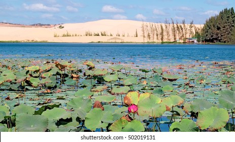 Lotus Lake In Mui Ne