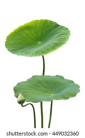 Lotus Leaf