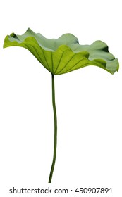 Lotus Leaf