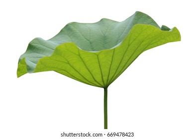 Lotus Leaf