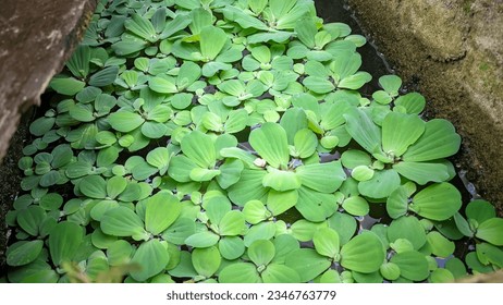 lotus leaf aquatic plant closeup