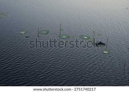 Lotus leaf in a big pool