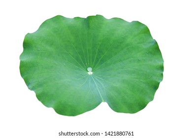 8,922 Giant lotus leaf Images, Stock Photos & Vectors | Shutterstock