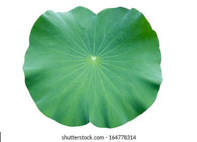 Lotus Leaf Images, Stock Photos & Vectors | Shutterstock