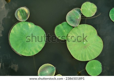 lotus leaf on the water