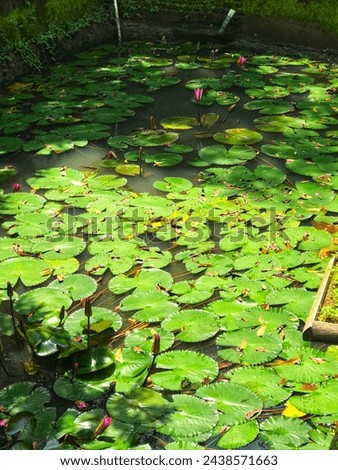 lotus leaf plants in ponds that grow abundantly in Indonesia