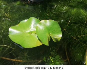 Lotus leaf in the pond.
