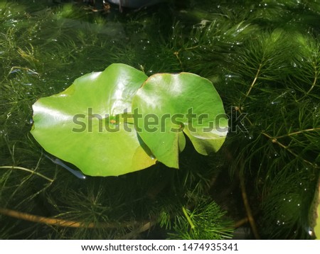 Lotus leaf in the pond.