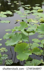 Lotus leaf in pond on summer morning