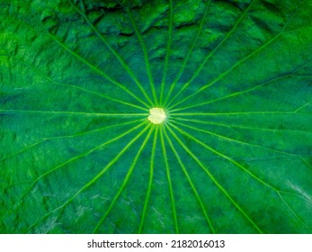 Lotus leaf of Sacred lotus,  Lotus stamen or East indian lotus. Green leaf texture background.