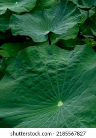 Lotus leaf of Sacred lotus,  Lotus stamen or East indian lotus. Green leaf background.