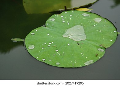 Tau Suan Images Stock Photos Vectors Shutterstock