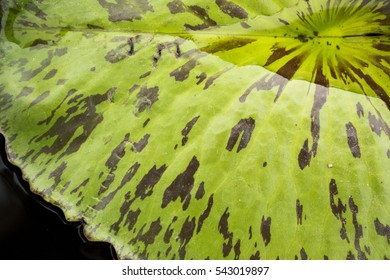 Lotus leaf Textures
