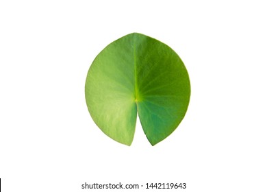 Lotus leaf or leaf of water lily flower, which is clearly on a white background. It is a plant that is commonly found in tropical areas.