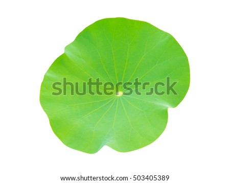 Lotus leaf. Water lily leave. Isolated on white background.
