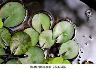 The  lotus leafs over water
