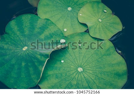 Lotus leaves with drops of water. Oriental garden. Natural exotic background. 
Dark toning, selective focus