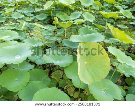 Lotus leaves floating in serene pond nature scene outdoor tranquil environment aerial view serenity