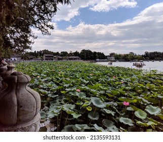 Lotus Leaves On Kunming Lake