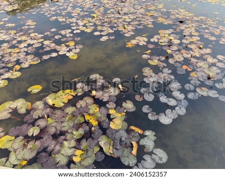 Lotus Leaves in Pond Photography, Amritsar, Punjab