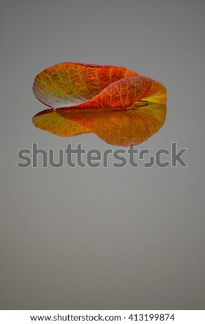 Similar – Image, Stock Photo Closeup of isolated orange leaf of quercus ilex with a dark background with bokeh