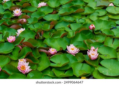 Lotus. Nelumbo. Nymphaeaceae. Water lily. Experience the vibrant and mesmerizing beauty of lotus and non-lumbo. Transform any pond into a living masterpiece with these water lilies. - Powered by Shutterstock