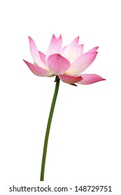 119,019 Lotus isolated Stock Photos, Images & Photography | Shutterstock