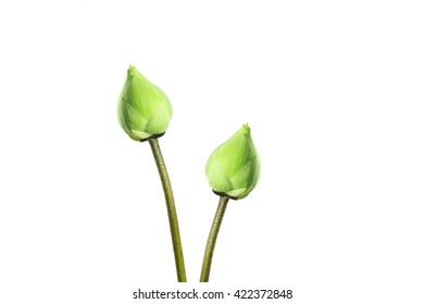 Lotus on white - Shutterstock ID 422372848