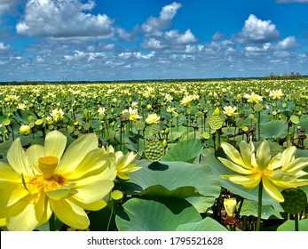 Lotus In Paynes Prairie Florida 