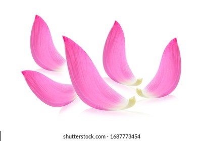 Lotus Petal On White Background